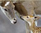 doe & fawn up close