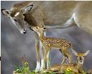 doe & fawns close up 