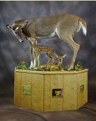 doe & fawns 