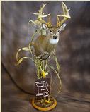 Buck - 2nd place
