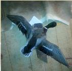 mallard flying