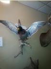 flying mallard 