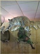 Bobcat 