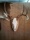 european mount