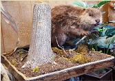 beaver