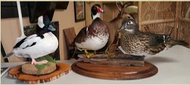 duck trio