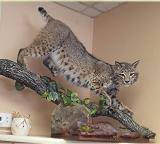 bobcat
