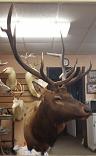 ELK