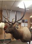 ELK