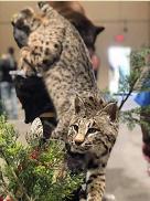 bobcat