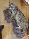 bobcat