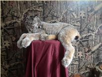 lynx