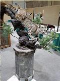 custom bobcat