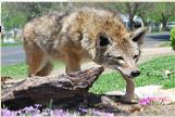 stalking coyote