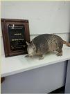 armadillo